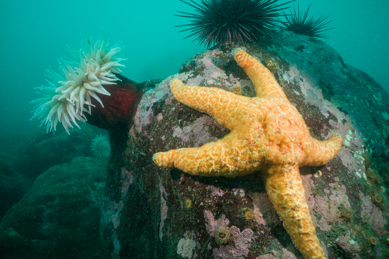 how-to-shoot-wide-angle-photos-brent-durand-underwater-photography