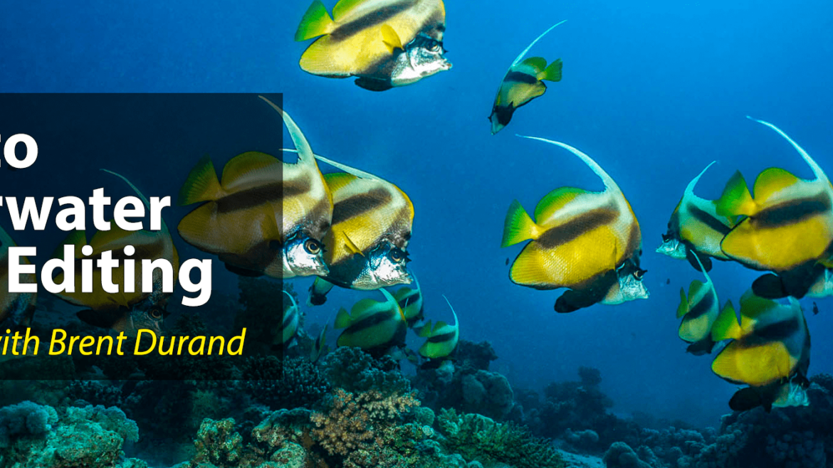 Blog Underwater SeaLife