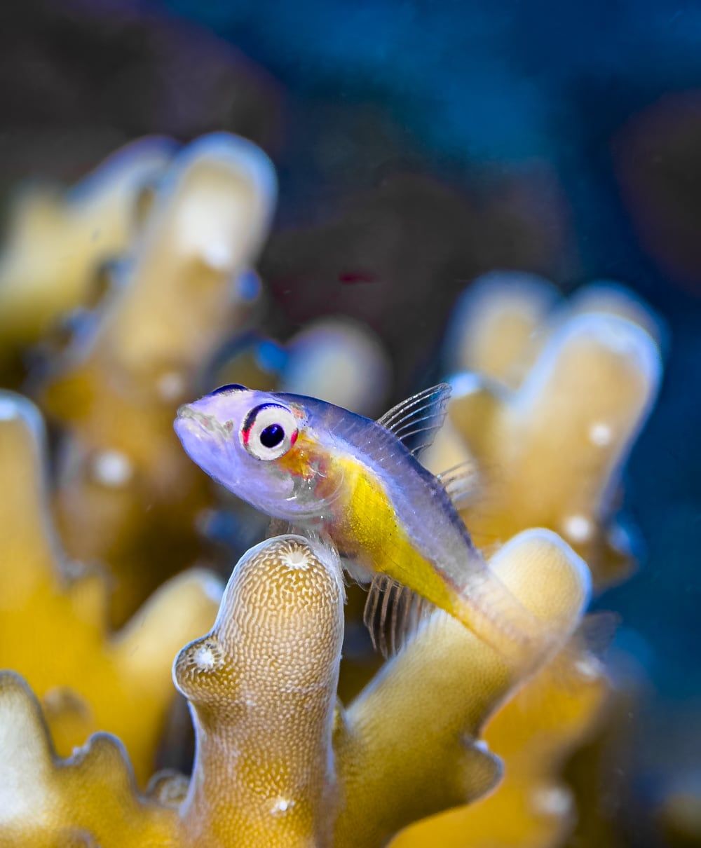 Sealife SportDiver 67mm +6 Macro Lens - Image 7