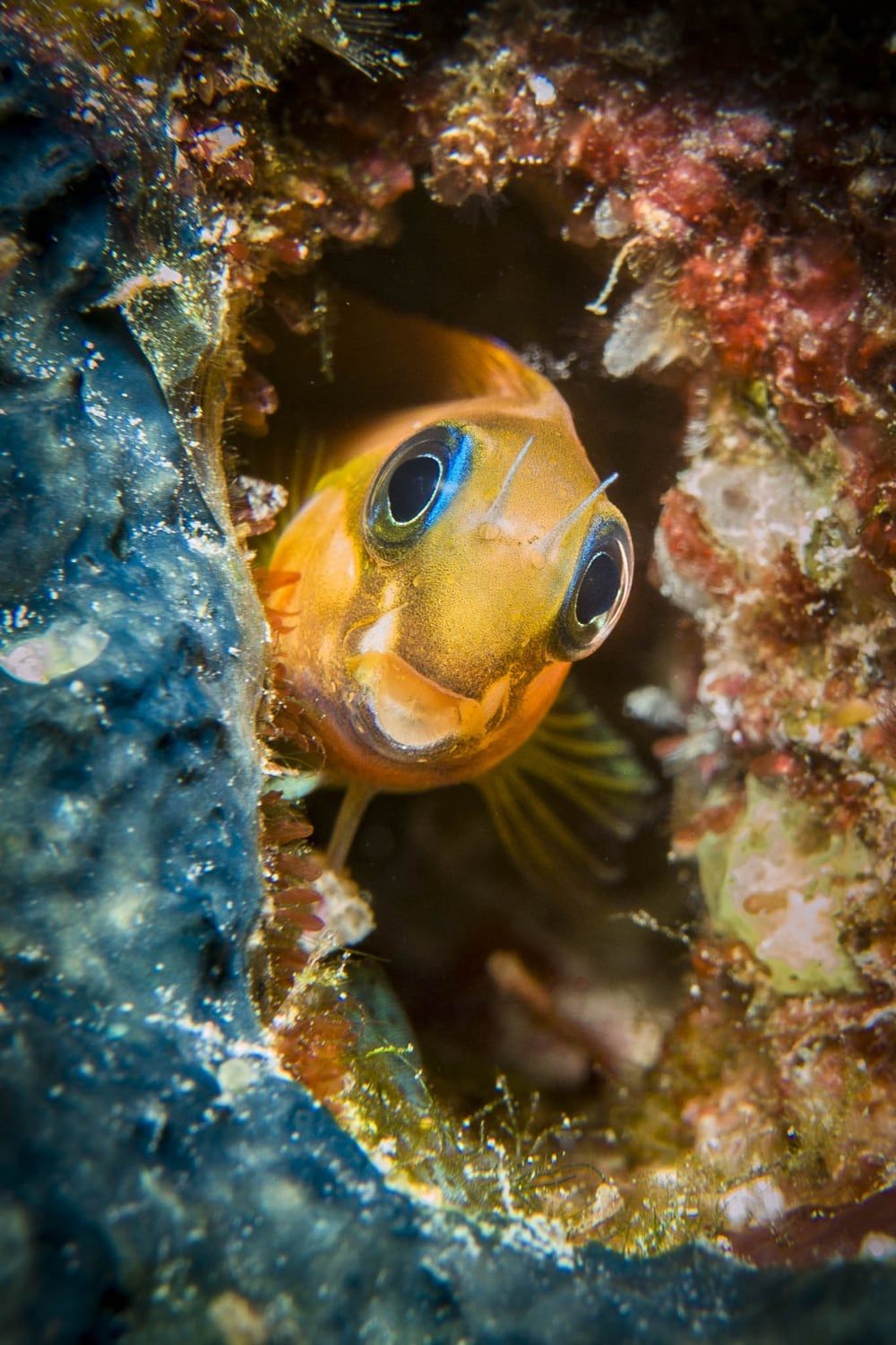 Sealife SportDiver 67mm +6 Macro Lens - Image 3